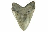 Huge, Fossil Megalodon Tooth - Serrated Blade #271229-2